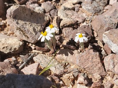 Eriophyllum lanosum, photographed by Samuel A Schmid, PhD, PWS