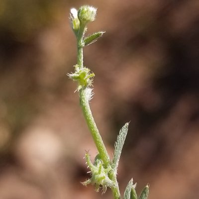 Harpagonella palmeri, photographed by James C. Davis