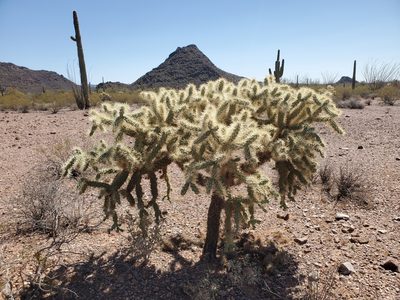 Cylindropuntia fulgida, photographed by Samuel A Schmid, PhD, PWS