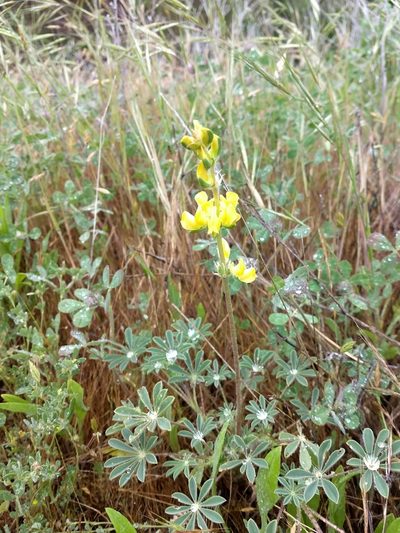 Lupinus luteolus, photographed by sdash
