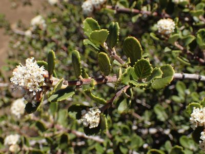 Ceanothus crassifolius, photographed by George Williams