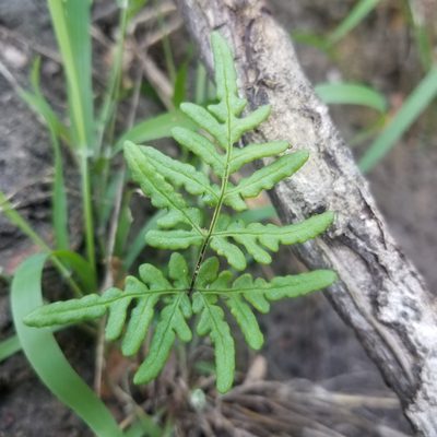 Pentagramma viscosa, photographed by James C. Davis