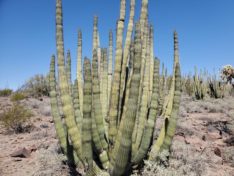 Stenocereus thurberi, photographed by Samuel A Schmid, PhD, PWS