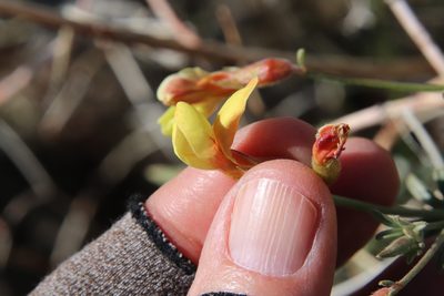 Acmispon rigidus, photographed by Millie Basden