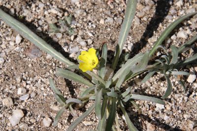 Camissoniopsis pallida, photographed by Millie Basden