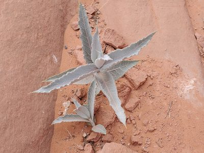 Asclepias erosa, photographed by Craig Martin