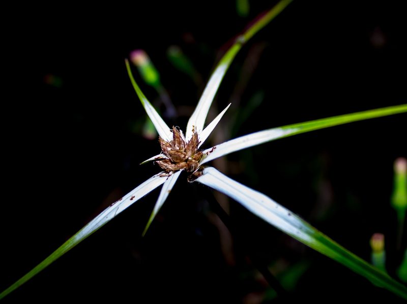 Rhynchospora nervosa, photographed by Daniel Hincapie
