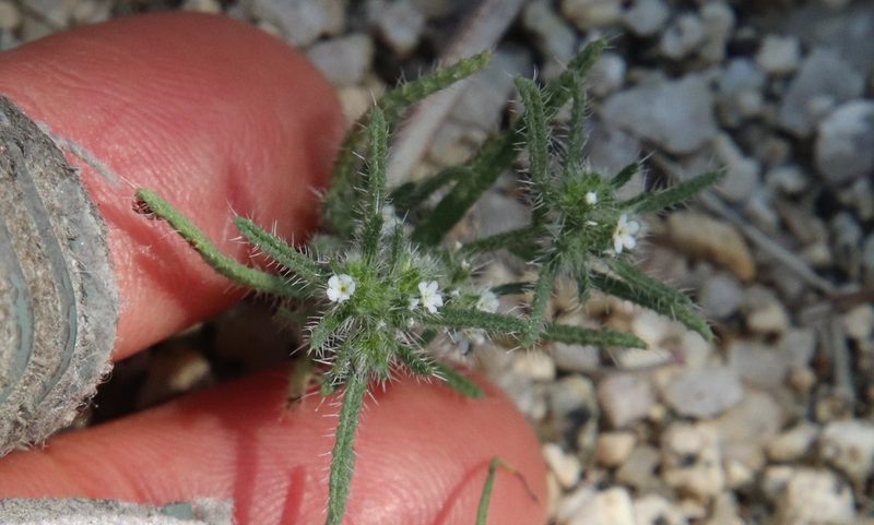 Cryptantha maritima, photographed by Millie Basden