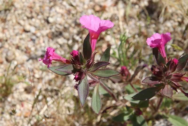 Diplacus bigelovii, photographed by Millie Basden