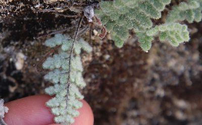 Myriopteris parryi, photographed by Millie Basden
