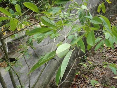 Annona squamosa, photographed by Natalie Waddell-Rutter