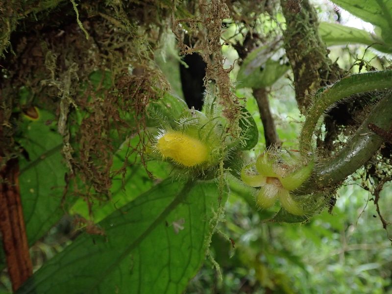 Columnea fuscihirta, photographed by Nolan Exe