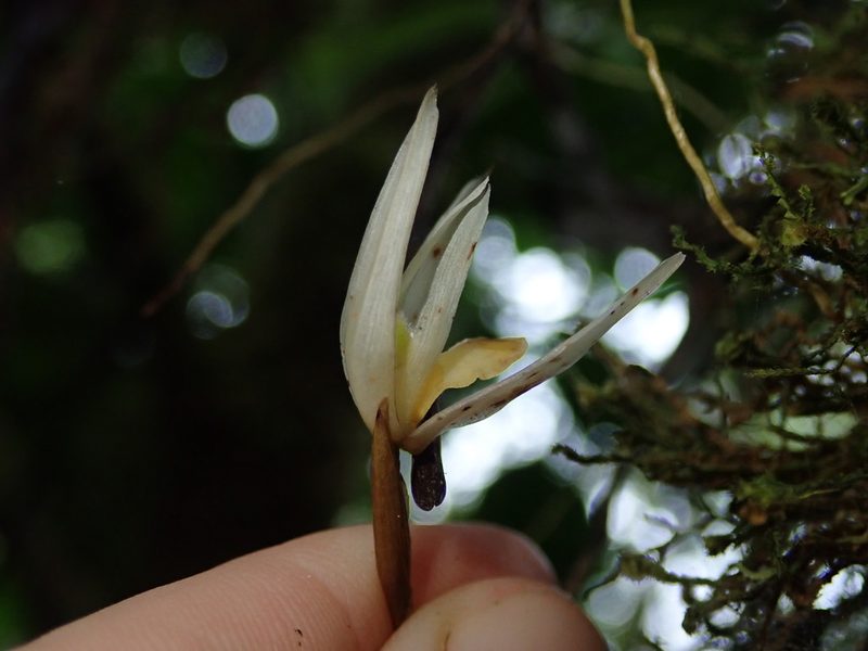 Maxillaria acuminata, photographed by Nolan Exe