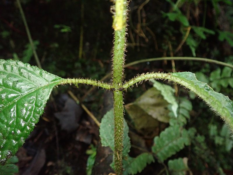 Pearcea schimpfii, photographed by Nolan Exe