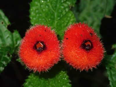 Pearcea schimpfii, photographed by Nolan Exe