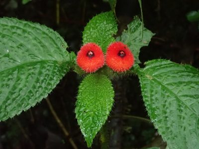 Pearcea schimpfii, photographed by Nolan Exe