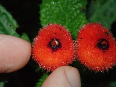 Pearcea schimpfii, photographed by Nolan Exe