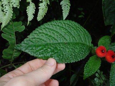 Pearcea schimpfii, photographed by Nolan Exe