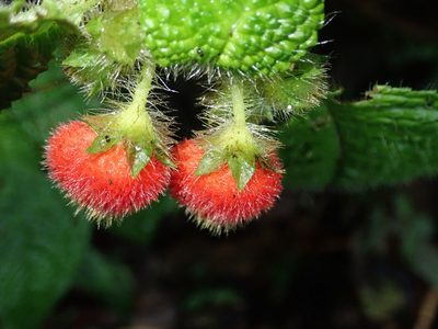 Pearcea schimpfii, photographed by Nolan Exe