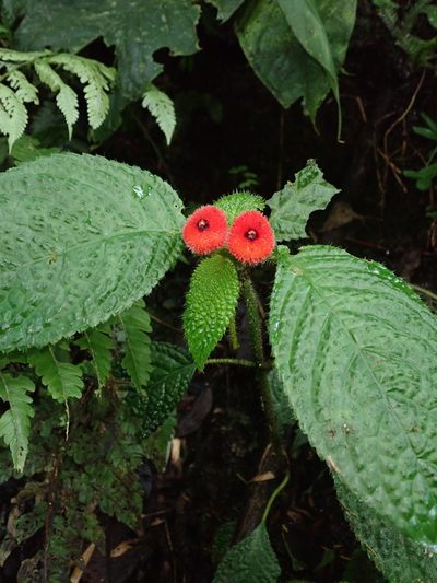 Pearcea schimpfii, photographed by Nolan Exe