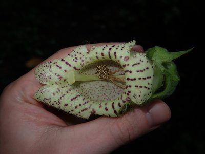 Kohleria tigridia, photographed by Nolan Exe