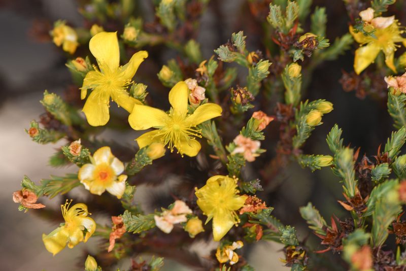 Hypericum costaricense, photographed by Trevor Van Loon