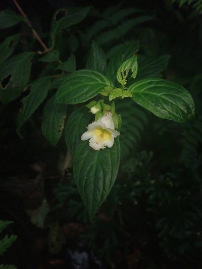 Drymonia warszewicziana, photographed by Nolan Exe