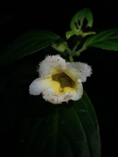 Drymonia warszewicziana, photographed by Nolan Exe