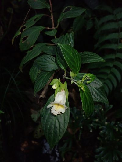 Drymonia warszewicziana, photographed by Nolan Exe