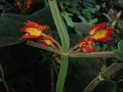 Drymonia ignea, photographed by Nolan Exe