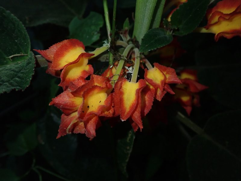 Drymonia ignea, photographed by Nolan Exe