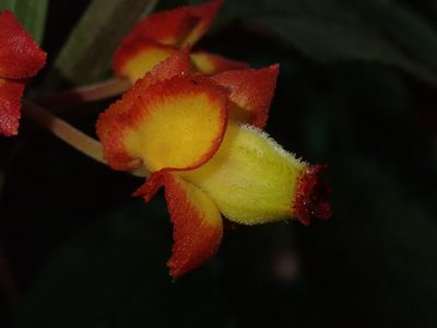 Drymonia ignea, photographed by Nolan Exe