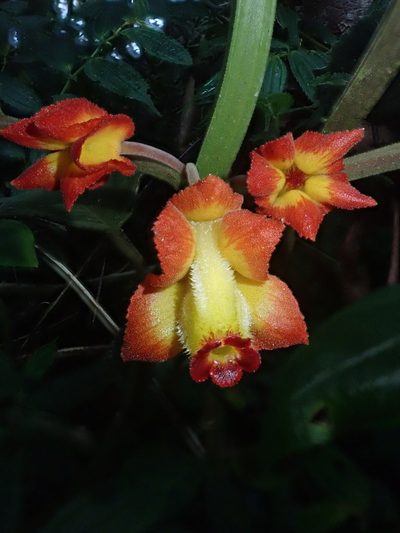 Drymonia ignea, photographed by Nolan Exe