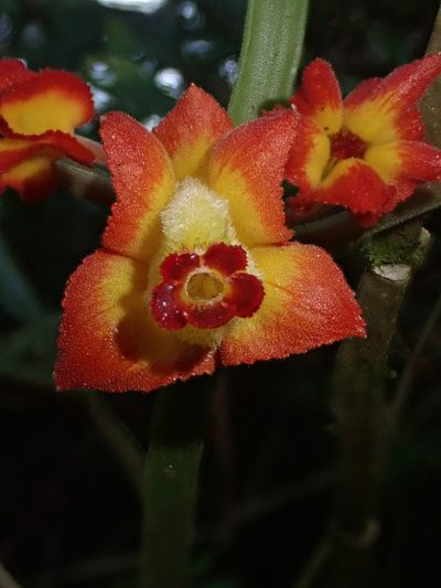 Drymonia ignea, photographed by Nolan Exe