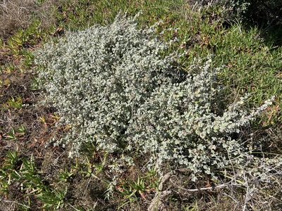 Helichrysum petiolare, photographed by Andy McKay