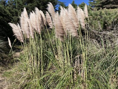 Cortaderia jubata, photographed by Andy McKay