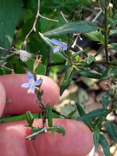 Carlowrightia parviflora, photographed by Matt Schultz