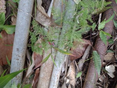 Asparagus setaceus, photographed by Kevin Faccenda
