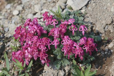 Dicentra peregrina, photographed by garywwilson
