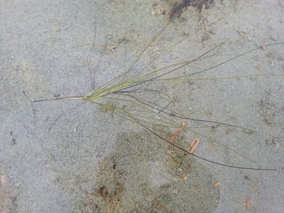 Ruppia cirrhosa, photographed by Syd Cannings