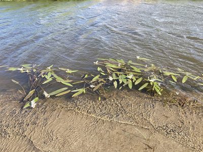 Aponogeton distachyos, photographed by Andy McKay