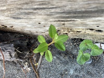 Haloragis erecta, photographed by Andy McKay