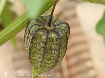Physalis angulata, photographed by Ong Jyh Seng