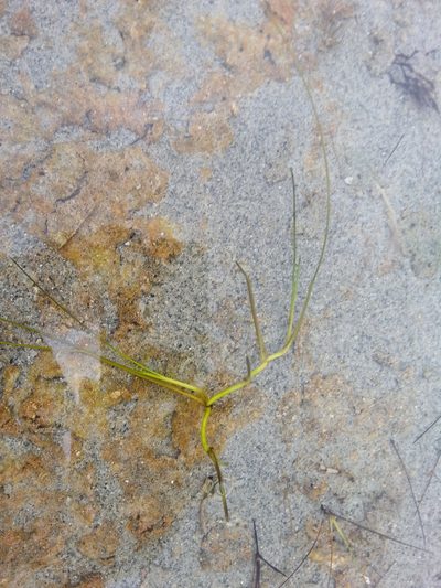 Ruppia cirrhosa, photographed by Syd Cannings