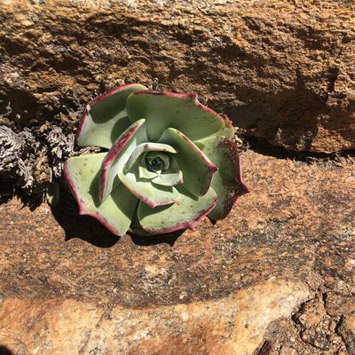 Dudleya arizonica, photographed by Marc Whitaker