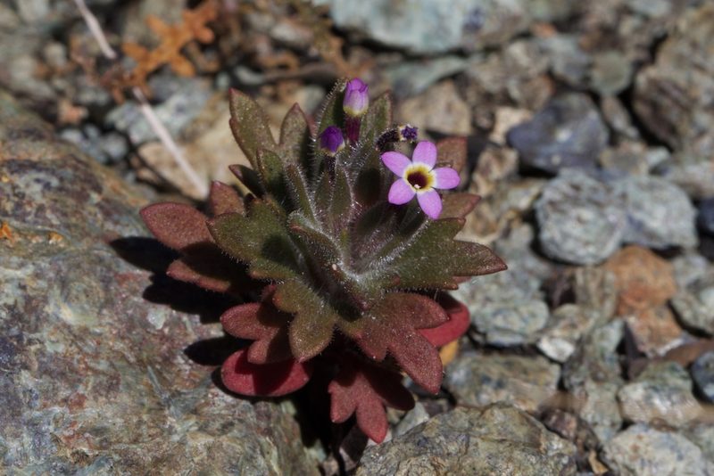 Collomia diversifolia, photographed by Arvel Hernandez