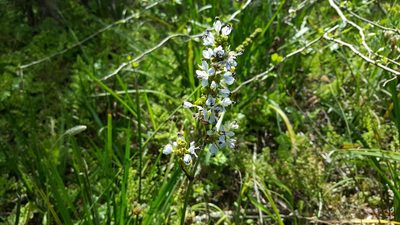 Libertia sessiliflora, photographed by Cesar Ormazabal