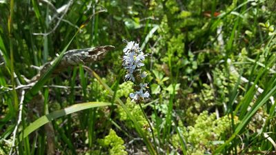 Libertia sessiliflora, photographed by Cesar Ormazabal