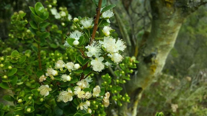 Myrceugenia obtusa, photographed by Cesar Ormazabal