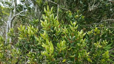 Myrceugenia correifolia, photographed by Cesar Ormazabal